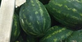 Recogemos pedidos para variedades de sandía rojas, calibre 6-7