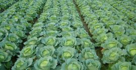 Somos un productor / proveedor directo de planta de