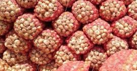 Ofrecemos una amplia gama y cebolla roja fresca exclusiva