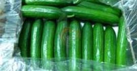 Especificaciones del pepino fresco De Chipre ETAPA 1 Certificado