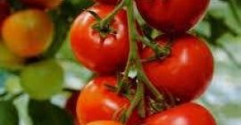 Somos los principales productores de todo tipo de verduras