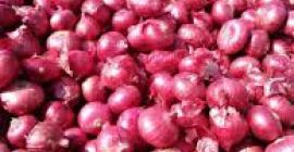cebolla fresca: 1. Origen: Alemania 2. embalaje: 10kg /