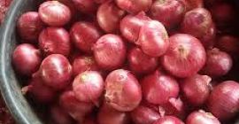 cebolla fresca: 1. Origen: Alemania 2. embalaje: 10kg /