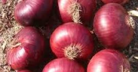 Somos los principales productores de todo tipo de verduras