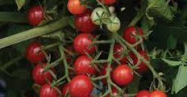 Somos los principales productores de todo tipo de verduras