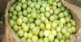 Nombre del producto: Precio confiable Producto de baya IQF