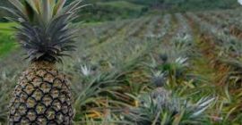 Piñas frescas 1. Medias: 1 a 1,4 kg /