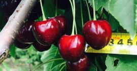 Nuestra empresa ofrece entrega de las mejores cerezas dulces