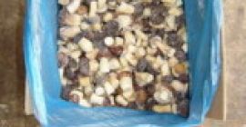 Producto: hongo seco del bosque negro Especificaciones Material: hongo