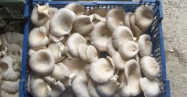 Durante todo el año, el cultivo de hongos ostra