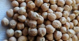 Garbanzos o garbanzos. Cicer arietinum es de la familia