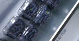 Para la venta bayas Kamchatka colección manual de bayas,