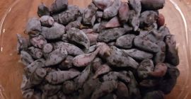 Venderé frutas de bayas de Kamchatka. Variedades de wojtek