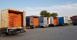 Cebollas ideales para procesamiento (para pelar), desde la cosecha