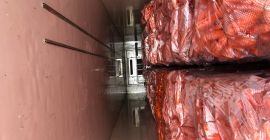 Zanahorias viejas del almacén frigorífico lavadas, empacadas y listas