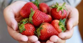 Venderé el paquete de fresas frescas y congeladas en
