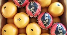 Moroccan Valencia Late Oranges _ SALES offer all types