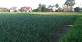 Venderé ajo de Harnaś de mi propia cosecha. Venta