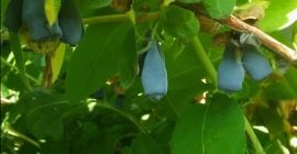 Los invito a comprar las bayas de Jagoda Kamczacka