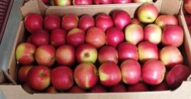 Idared, agradable, fresca, calibre 70-90, pickup en Grójec.