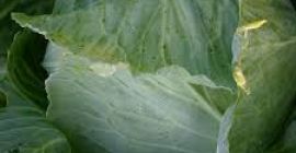 Tamaño de la col verde fresca: 500-1000g, 1000-1500g, 1500-2000g,