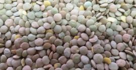 La empresa polaca ofrece a la venta productos agrícolas