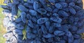 Venderé bayas de la variedad kamchatka Wojtek, zojka