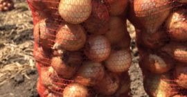 Tamaño de cebolla joven 5-10, importación Ucrania, cantidades de