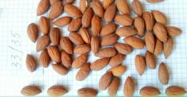 Almendras de Uzbekistán. Almendras al por mayor, grandes y