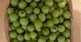 Vendo grosellas de 20 a 25 toneladas, variedad de