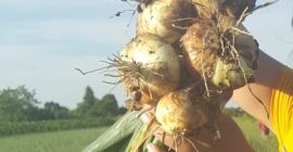 Producción de cebollas secas 2019 Cantidad disponible 15T a