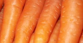 Zanahoria fresca para la Zanahoria fresca para la venta. tamaño: S, M, L,