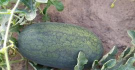 Buenos días. Nuestra empresa ofrece sandía de Ucrania. Comenzamos