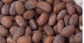 kolca amarga kola garcinia kola tuerca amarga kolaut Uno