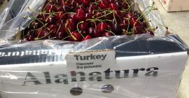 Cereza dulce Alashehir, garantía de 30 días. Embalajes especiales,