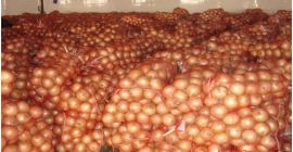 Tamaños de cebollas frescas 5-7 cm, 7-9 cm y