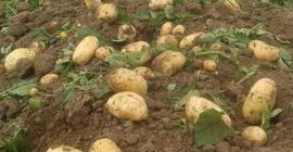 Carera papas de producción rumana.