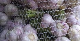 Venderé Harnas de variedad de ajo. Comida saludable, libre