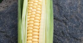 Voy a vender mazorcas de maíz dulce SWEET NUGEET.