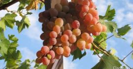 Venta de uvas. Uzbekistán es el país productor. Muy