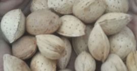 Venderé almendras para procesar. Hay un volumen. País de