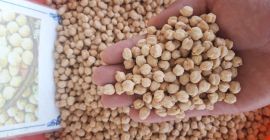 Venderé garbanzos (amarillo iraní) de Uzbekistán. Aseguramiento de la
