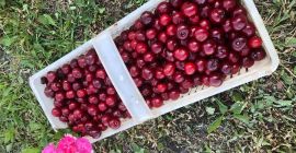 Venderé cerezas, una muy buena variedad temprana. ¡No pulverizado