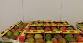 Venderé cantidades al por mayor de mango. Tallas de