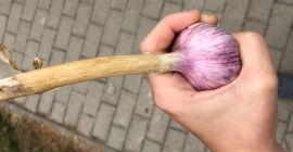 El ajo cavado no hace mucho tiempo sin pulverizar