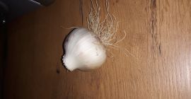 Venderé ajo de invierno cavando ajo cerca del 15