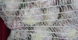 Venderé ajo sano pelado en un calibre de 4,5