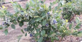 Hola, tengo a la venta arándanos, variedad azul. Estoy