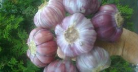 Harnaś de ajo polaco de una plantación en el