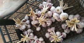 Ajo Harnaś calibre 3.5 mm a 5 mm sin